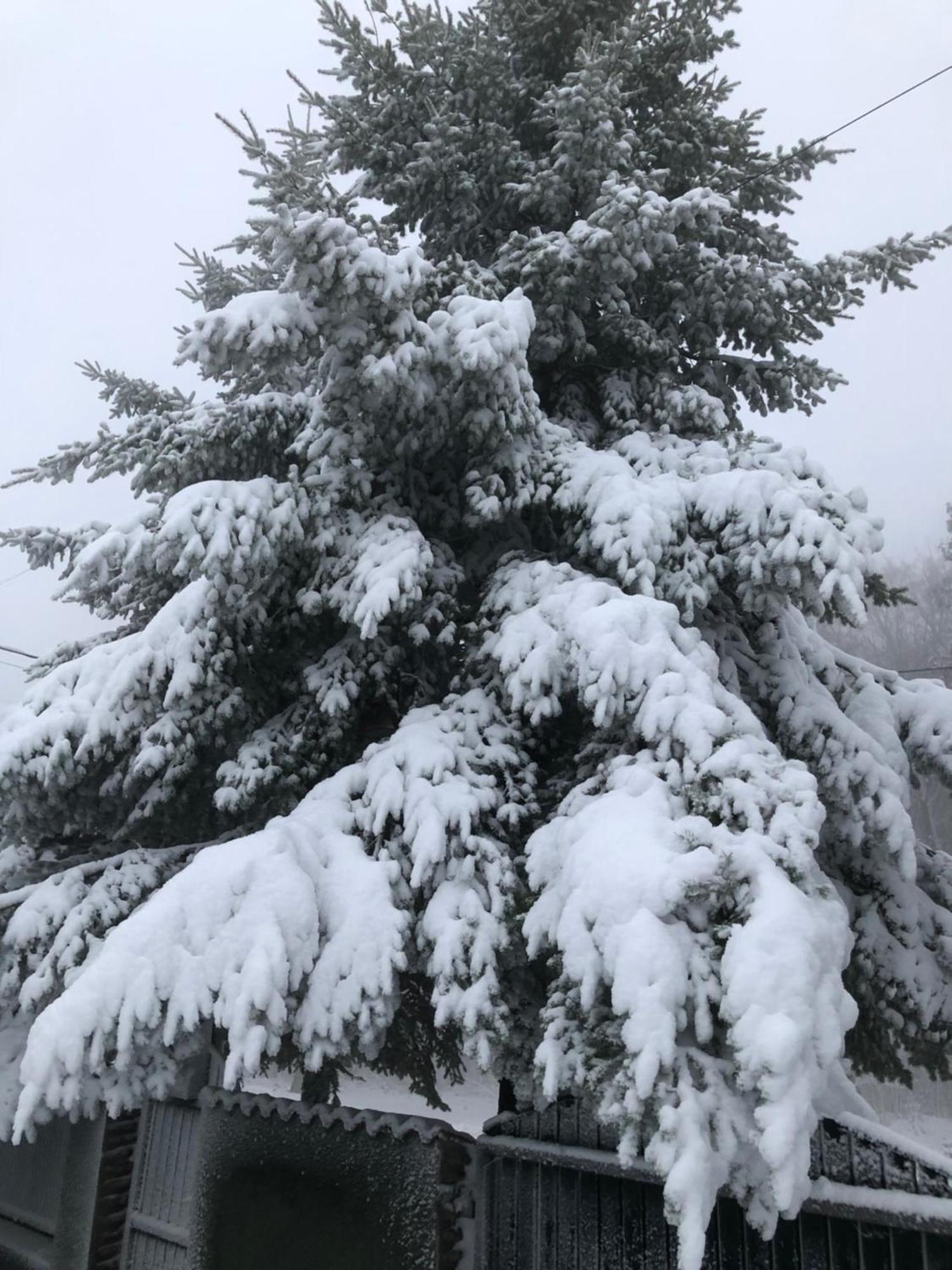 Bakonyi Mamutfenyő Vendégház Tés Exterior foto
